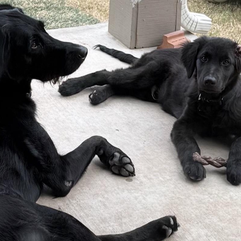 Enlarge Zeus, an adopted mixed breed in Austin, TX image 5/5