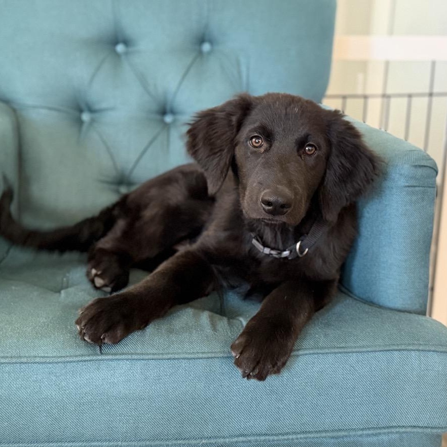 Zeus, adopted, Puppy Male Golden Retriever & German Shepherd Dog.