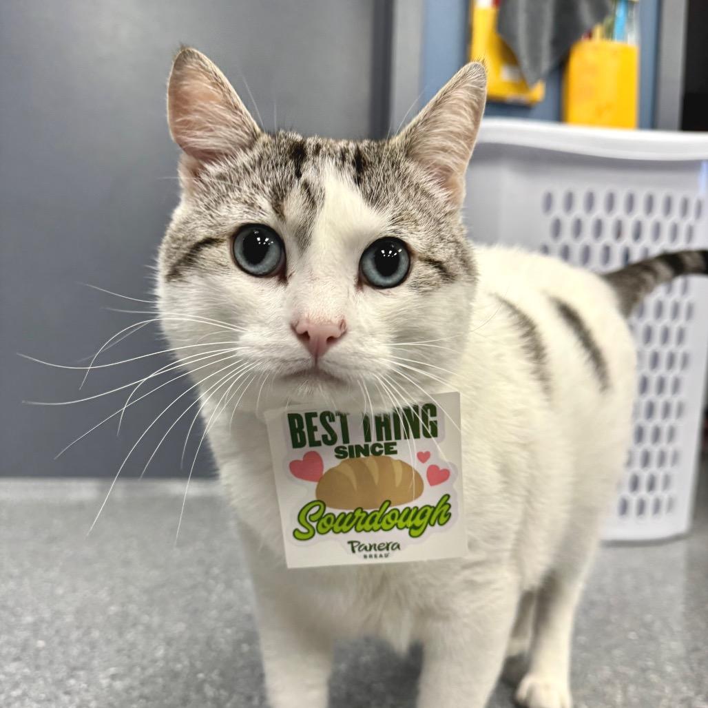 Enlarge Gordo, a Adoptable Domestic Short Hair in Zimmerman, MN image 3/4