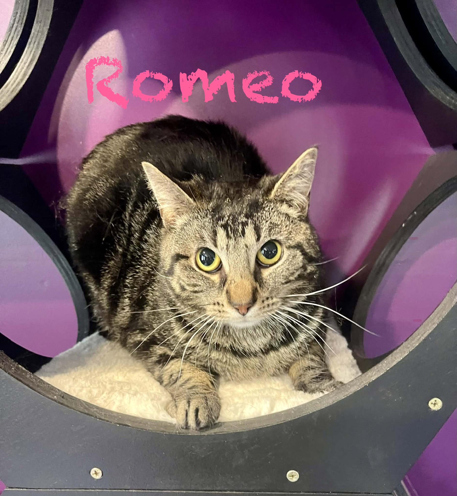 Enlarge Romeo, a ADOPTABLE Domestic Short Hair in Frewsburg, NY image 2/2