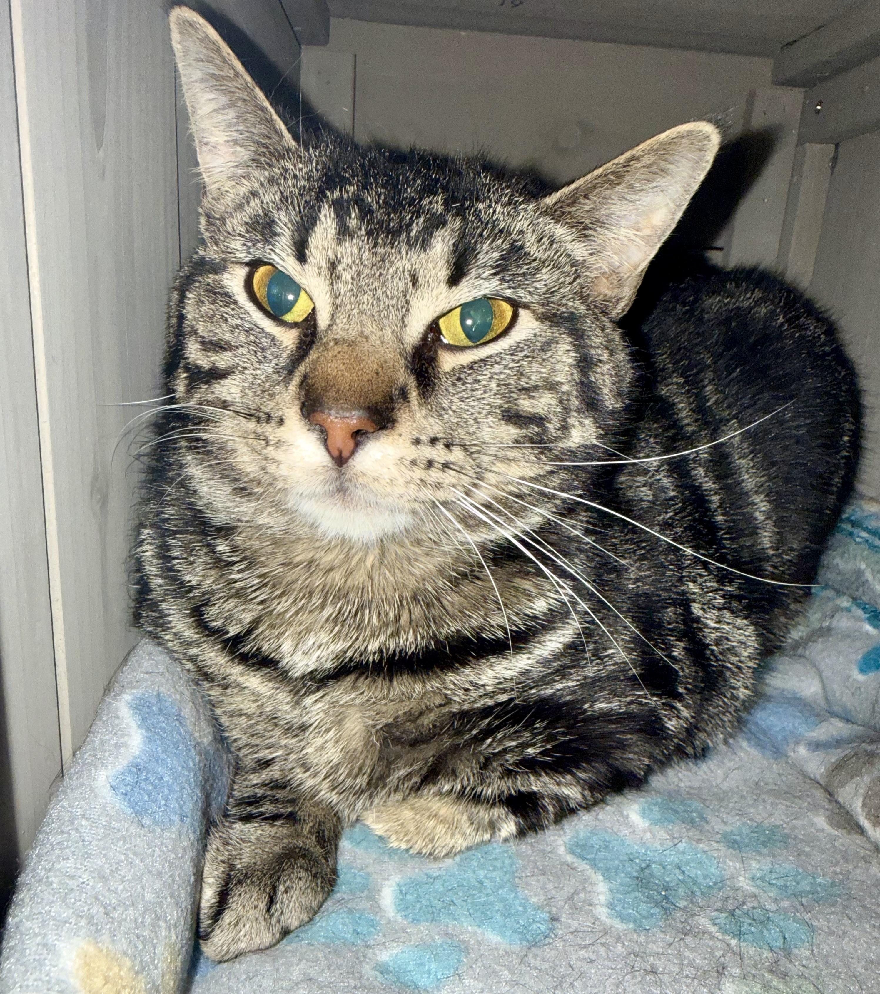 Enlarge Romeo, a ADOPTABLE Domestic Short Hair in Frewsburg, NY image 1/1