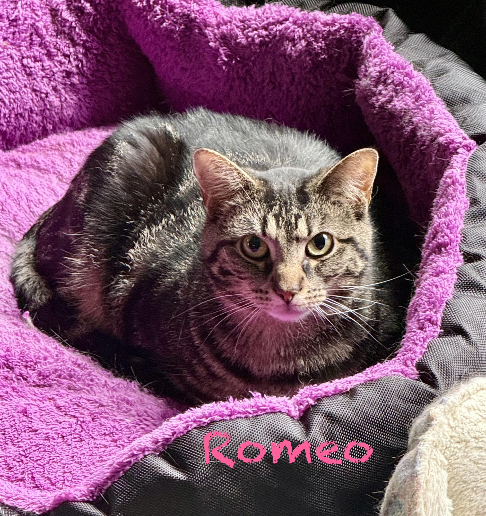 Enlarge Romeo, a ADOPTABLE Domestic Short Hair in Frewsburg, NY image 1/2