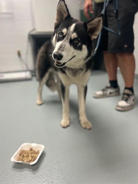 STREAK, Adoptable, Adult Male Siberian Husky.