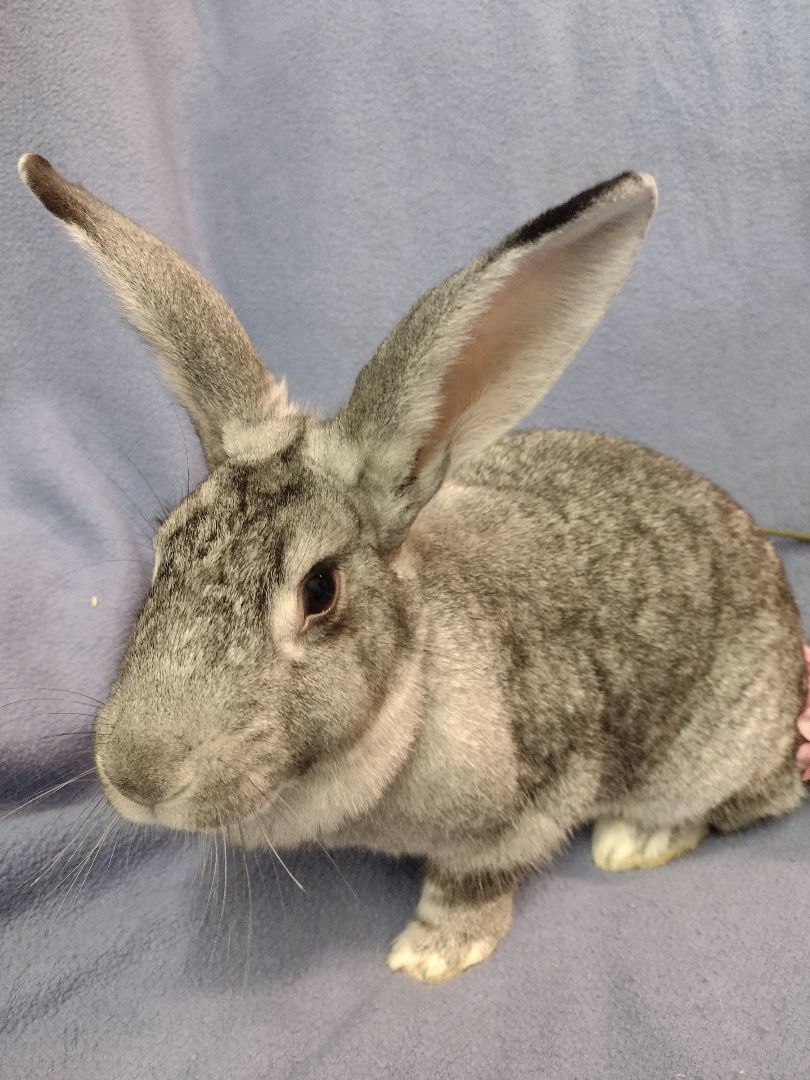 Rabbit for adoption - Ingrid, a Chinchilla in Plymouth, MI | Petfinder