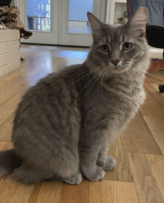 Enlarge Patti O'Cat, a Adopted Domestic Medium Hair in Lafayette, LA image 4/6