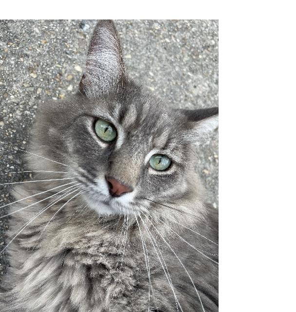 Patti O'Cat, Adopted, Adult Female Domestic Medium Hair.