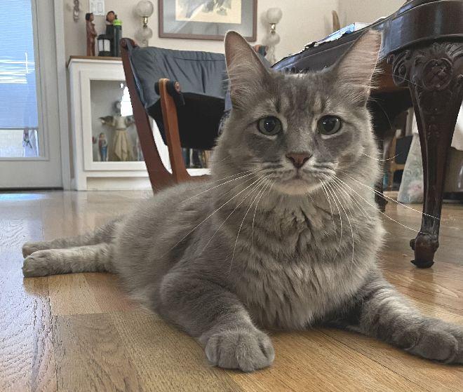 Enlarge Patti O'Cat, a Adopted Domestic Medium Hair in Lafayette, LA image 3/6