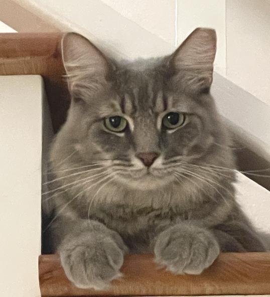 Enlarge Patti O'Cat, a Adopted Domestic Medium Hair in Lafayette, LA image 2/6