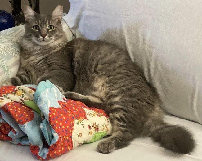 Enlarge Patti O'Cat, a Adopted Domestic Medium Hair in Lafayette, LA image 5/6