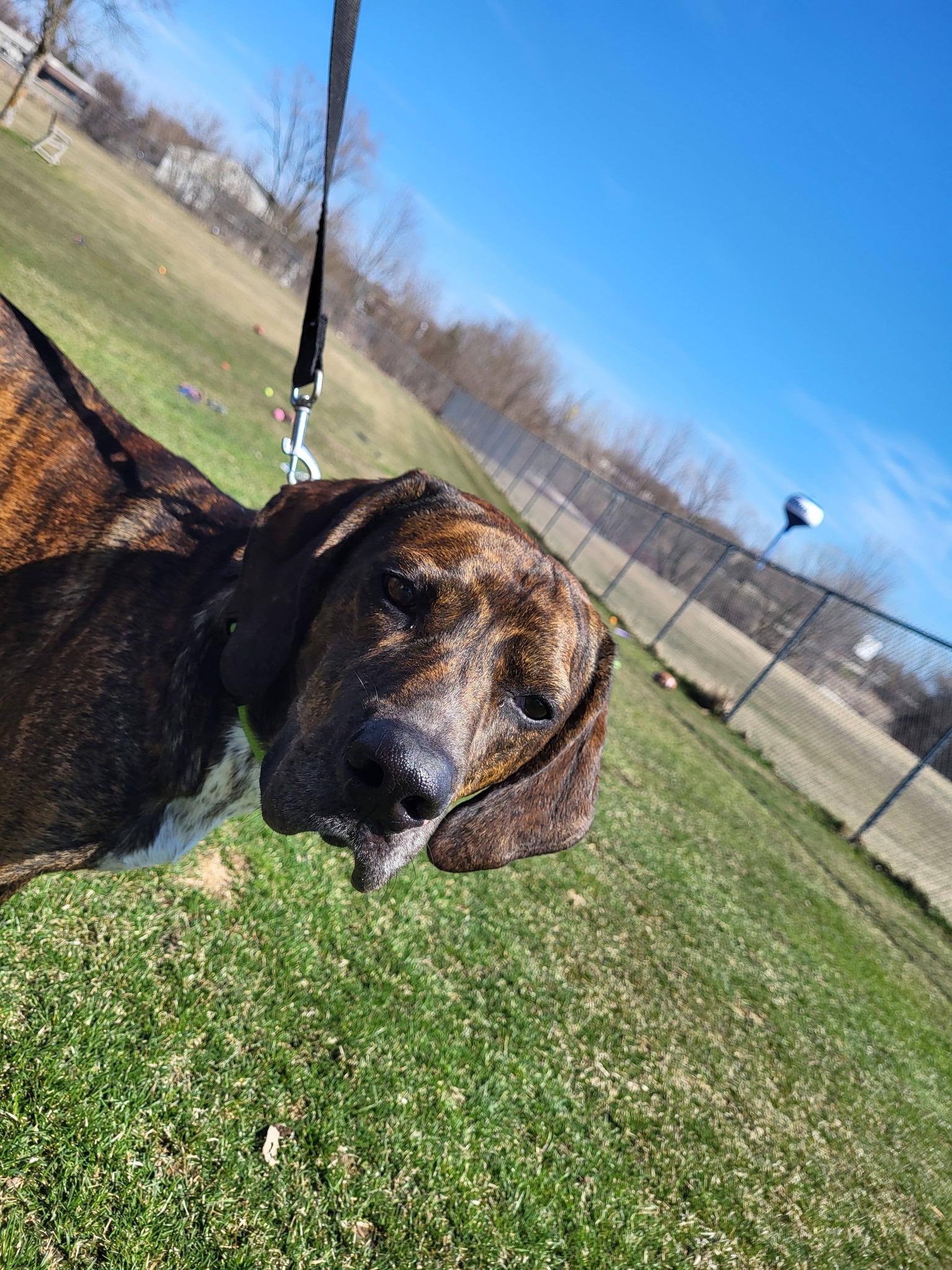 Enlarge Dewey, an adoptable Hound in Chilton, WI image 3/6