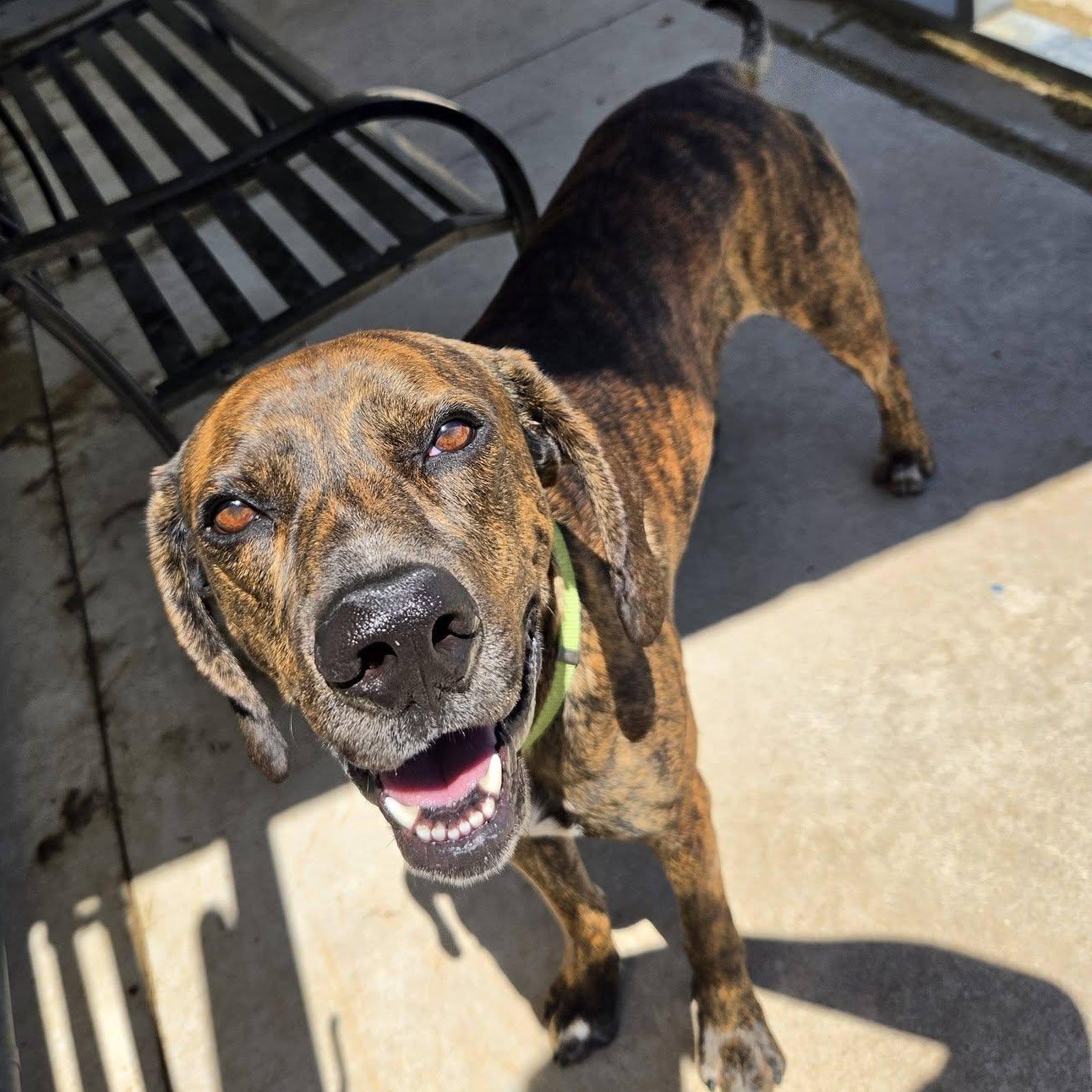 Enlarge Dewey, an adoptable Hound in Chilton, WI image 1/6