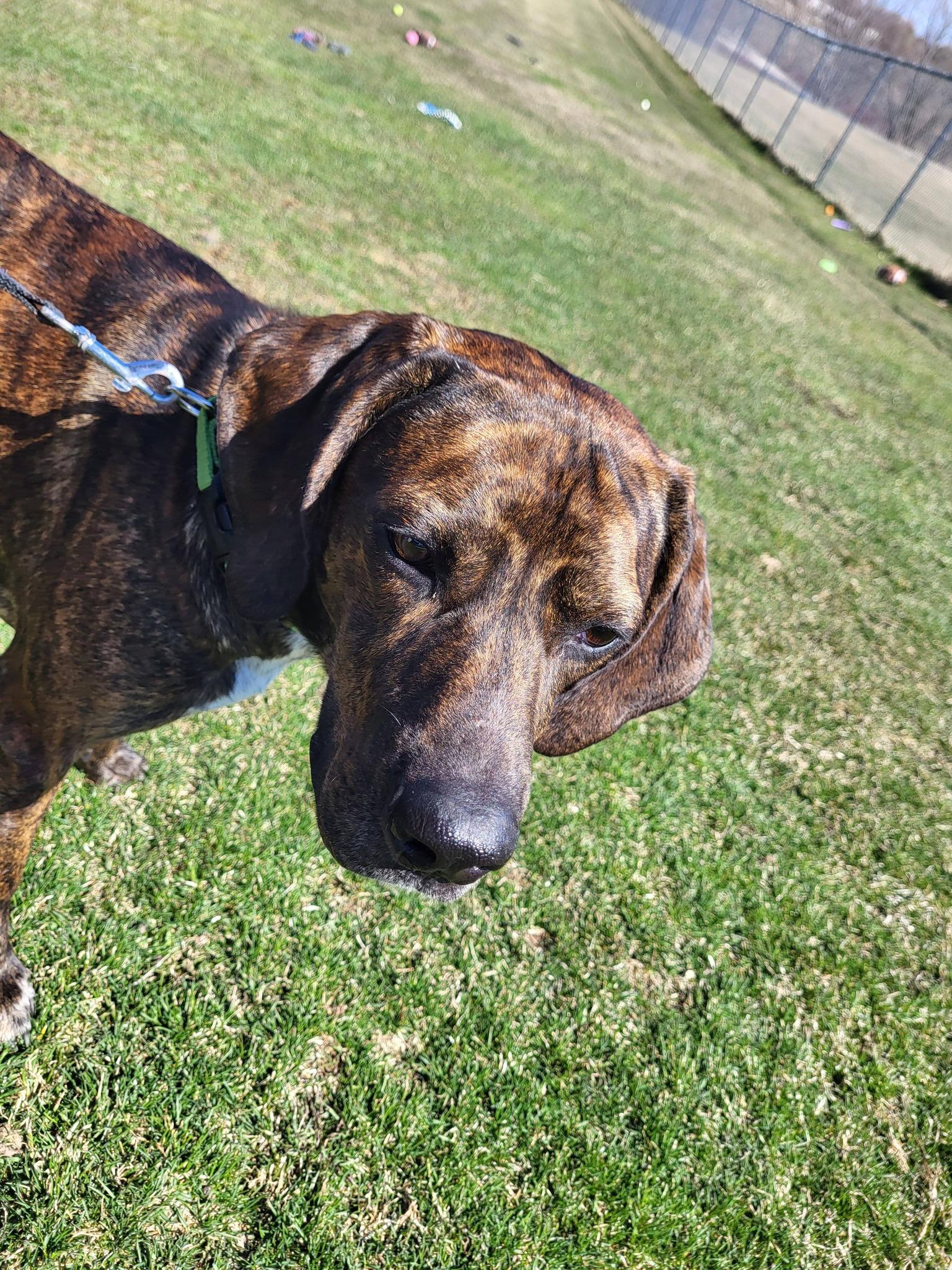Enlarge Dewey, an adoptable Hound in Chilton, WI image 5/6