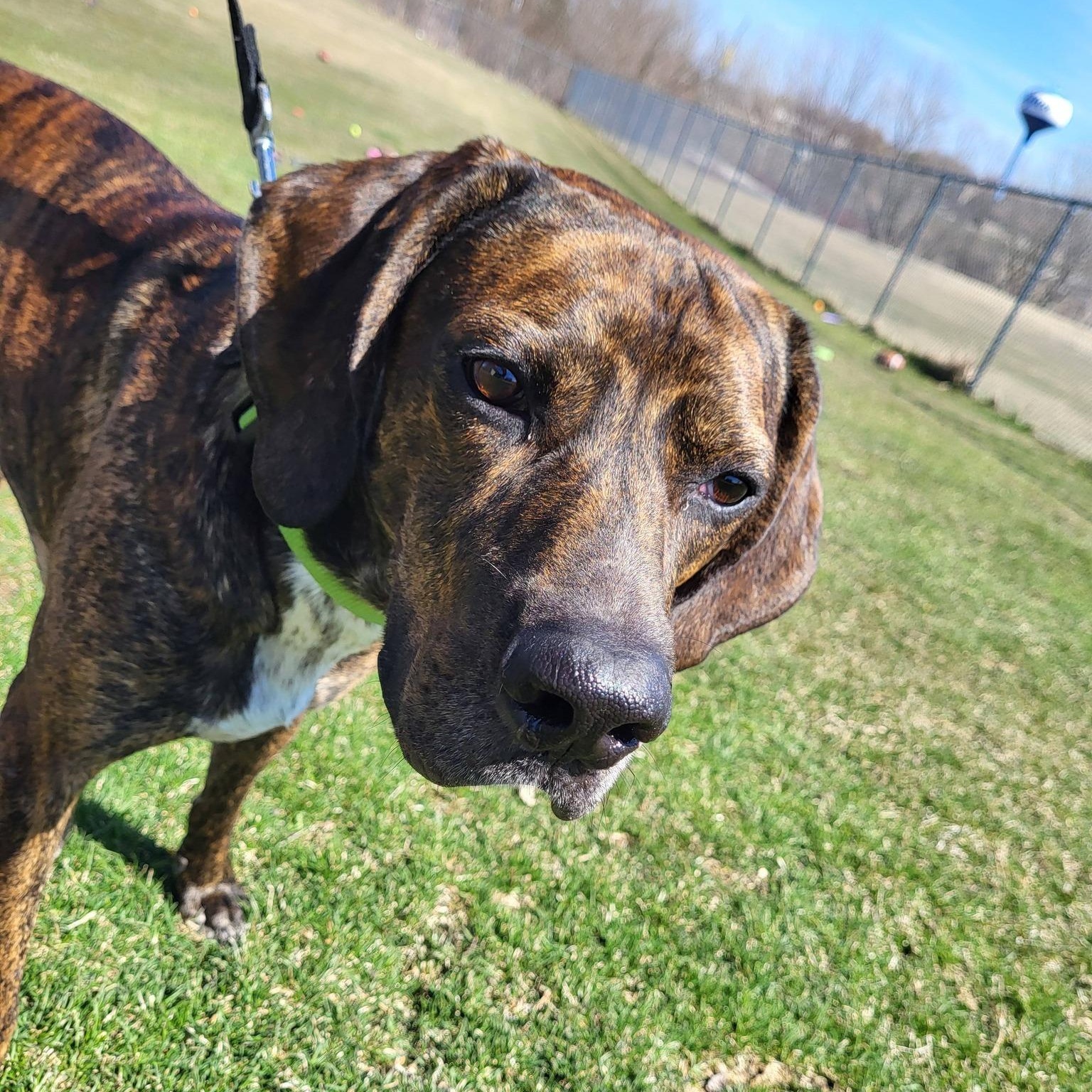Enlarge Dewey, an adoptable Hound in Chilton, WI image 2/6