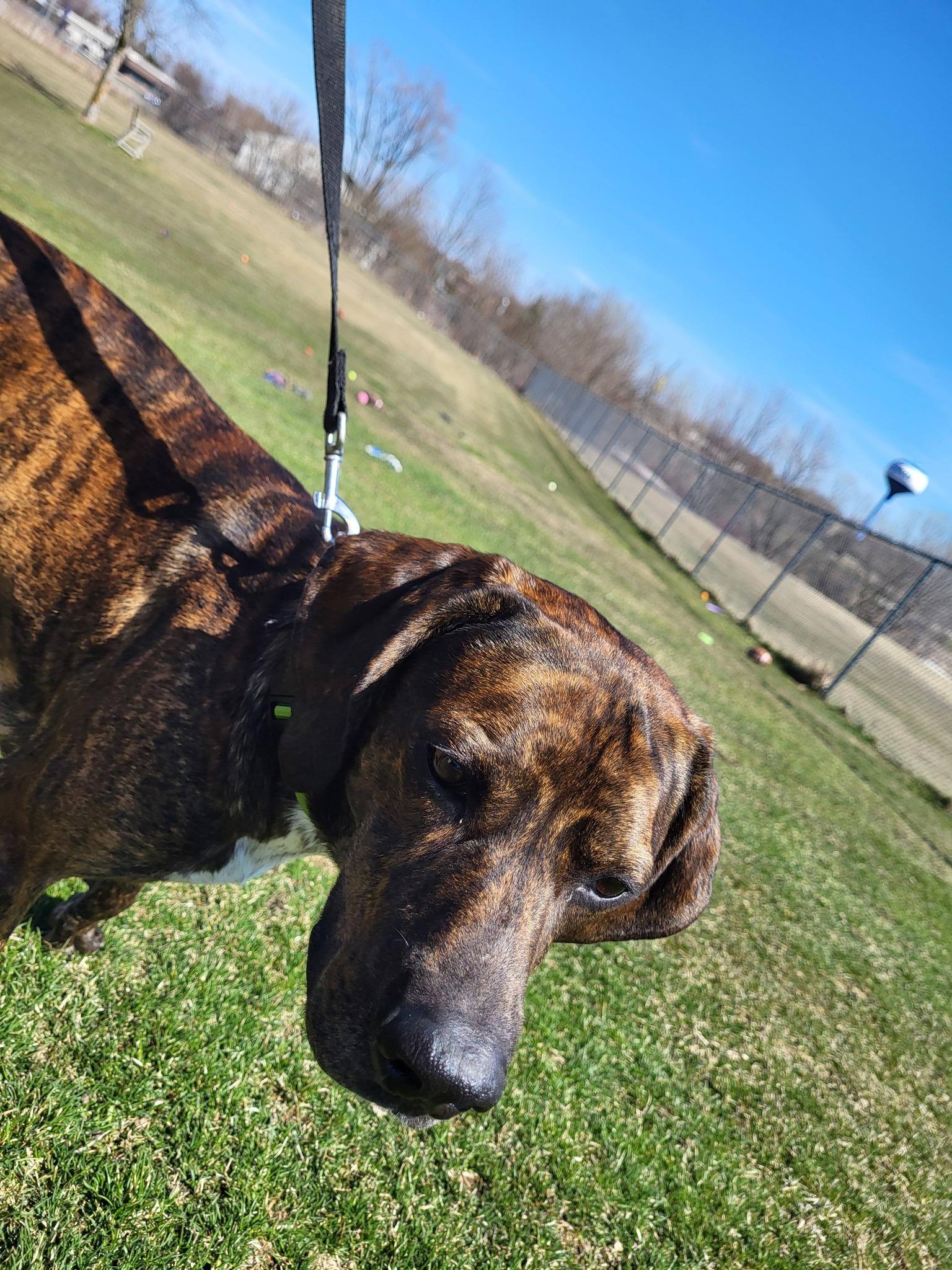 Enlarge Dewey, an adoptable Hound in Chilton, WI image 6/6