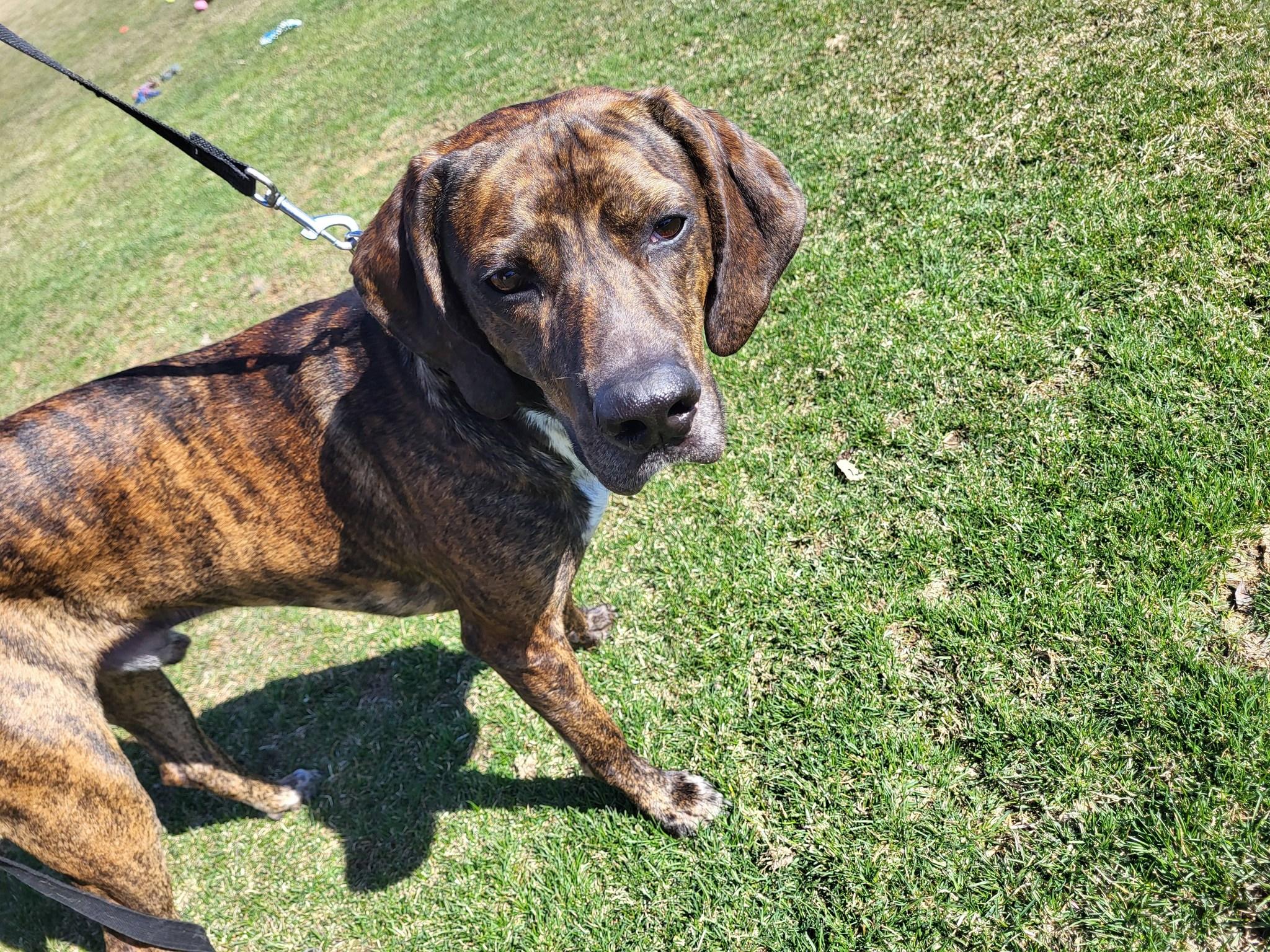 Enlarge Dewey, an adoptable Hound in Chilton, WI image 4/6