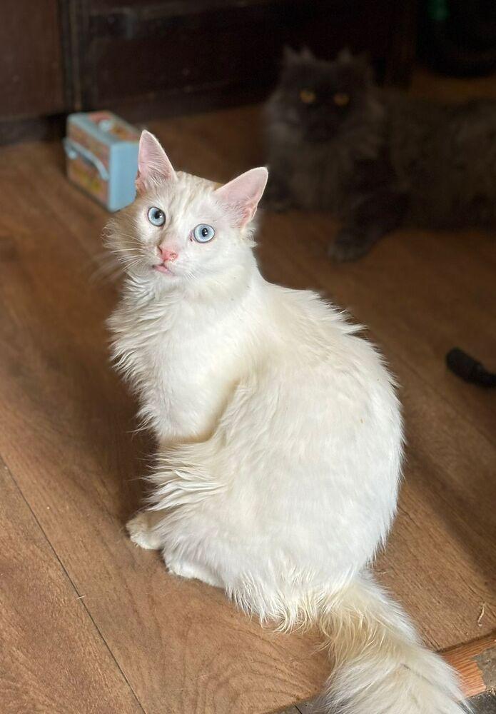 Enlarge Soka, a Adoptable Persian in WOLCOTT, CT image 2/2