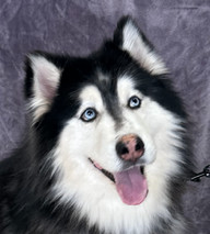 Harry, a Adoptable Husky in Lodi, CA image 1/5