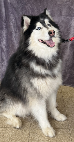 Harry, a Adoptable Husky in Lodi, CA image 3/5