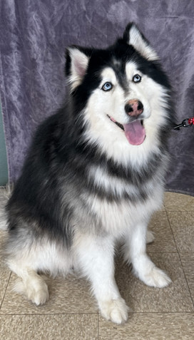Harry, a Adoptable Husky in Lodi, CA image 4/5