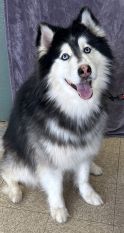 Harry, a Adoptable Husky in Lodi, CA image 5/5