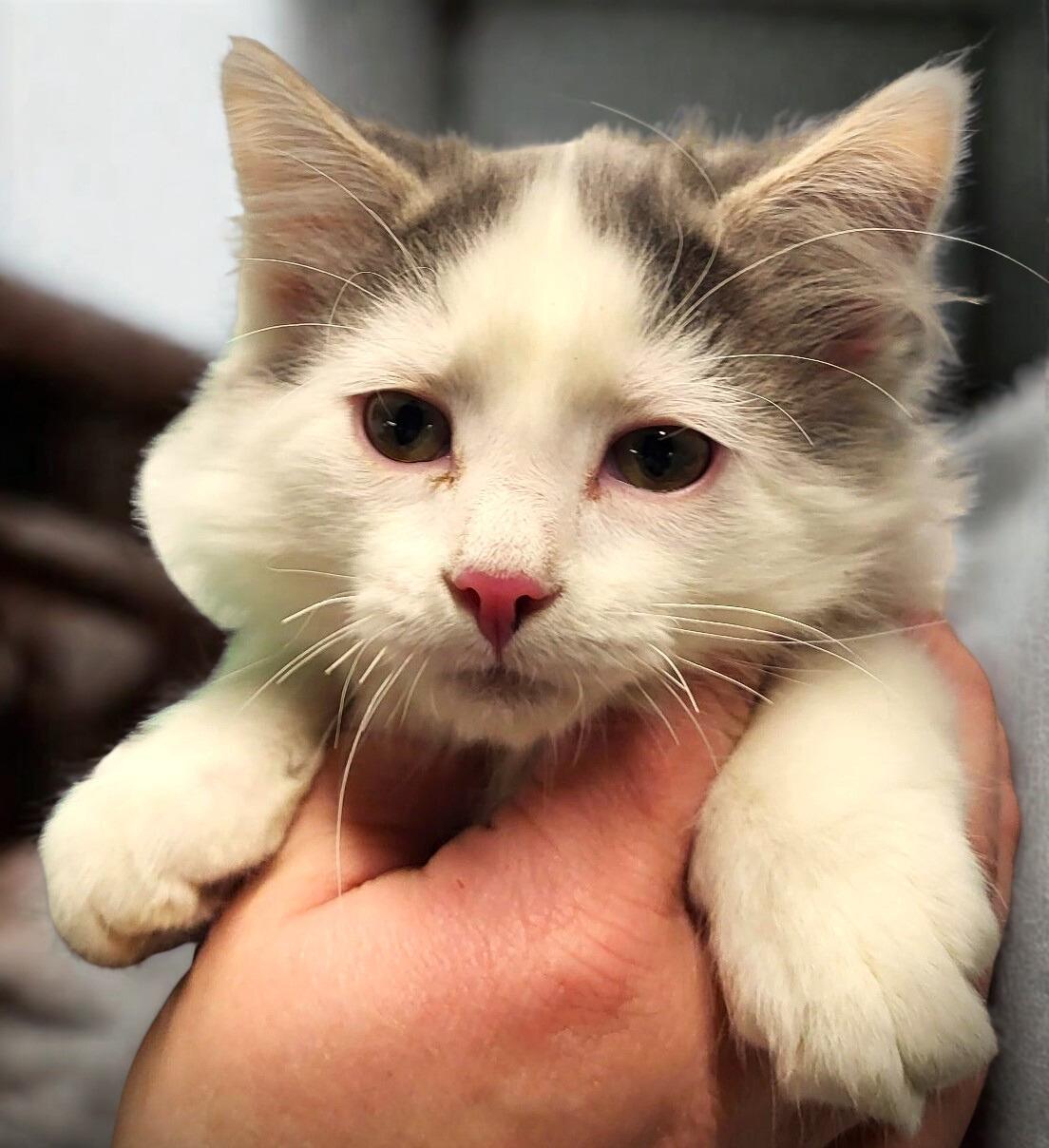 Enlarge Flash, a ADOPTABLE Domestic Long Hair in Mankato, MN image 1/2