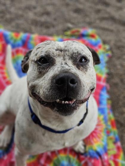 Enlarge Oliver LugNut, a Adoptable mixed breed in Winona, MN image 1/3