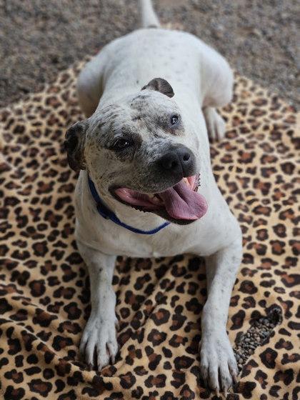 Enlarge Oliver LugNut, a Adoptable mixed breed in Winona, MN image 2/3