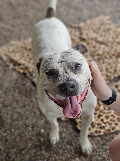 Enlarge Oliver LugNut, a Adoptable mixed breed in Winona, MN image 3/3