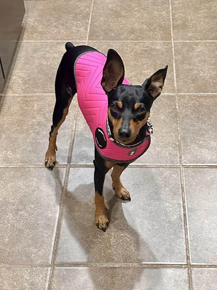 Wednesday - ADOPTED, adopted, Adult Female Miniature Pinscher.
