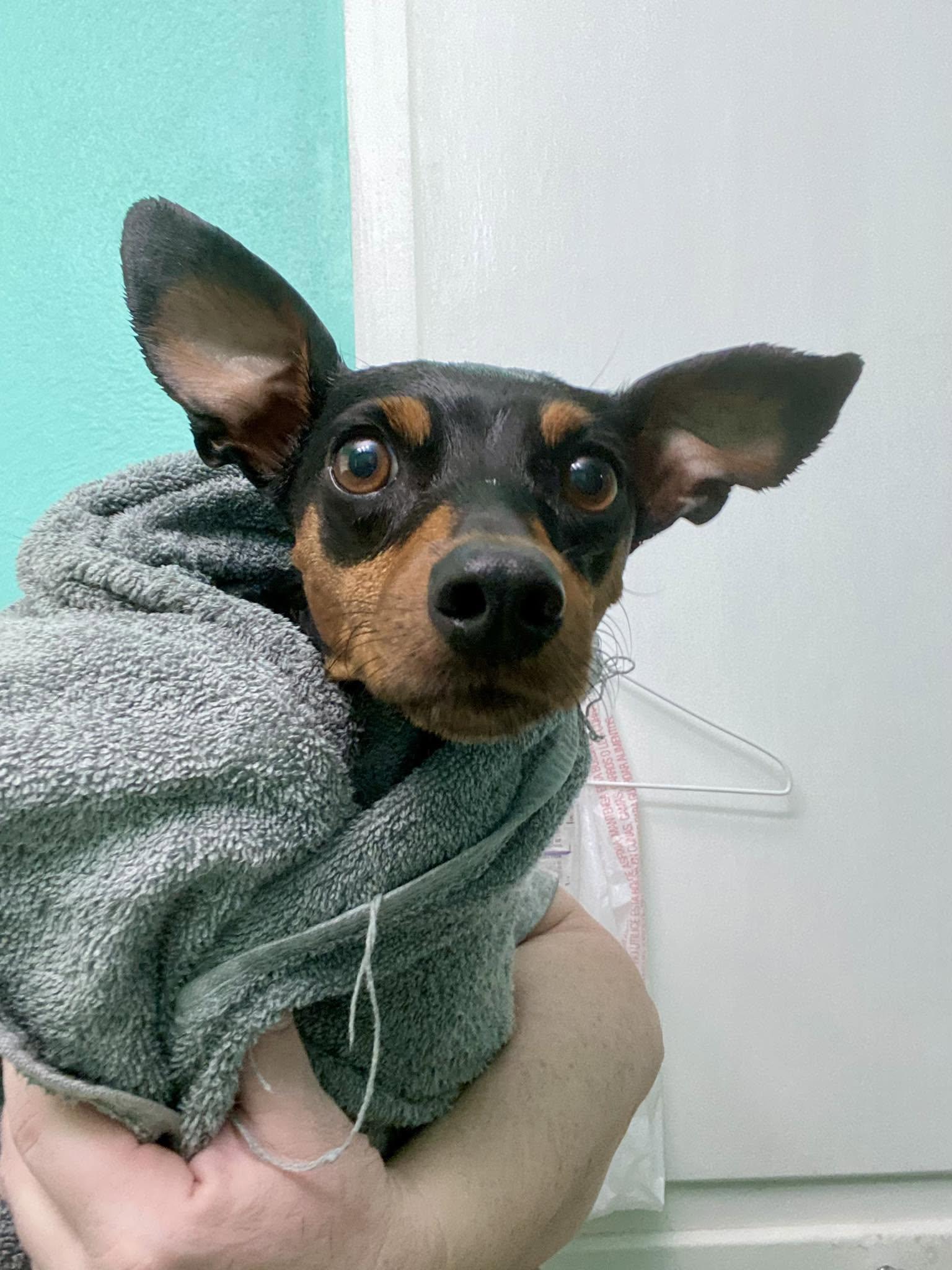 Wednesday - ADOPTED, a ADOPTABLE Miniature Pinscher in Houston, TX image 6/6