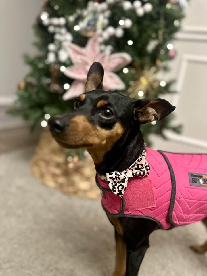 Wednesday - ADOPTED, a ADOPTABLE Miniature Pinscher in Houston, TX image 4/6