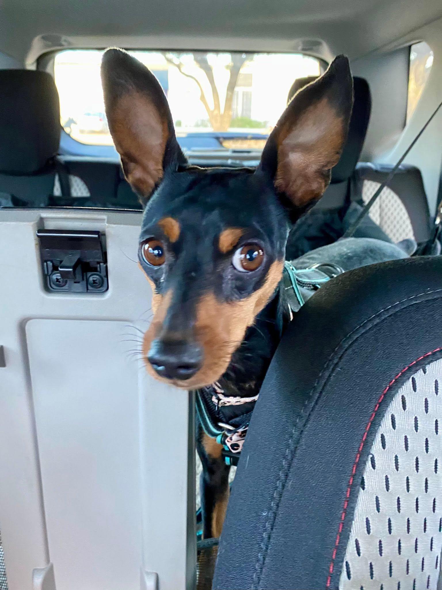 Wednesday - ADOPTED, ADOPTABLE, Adult Female Miniature Pinscher.