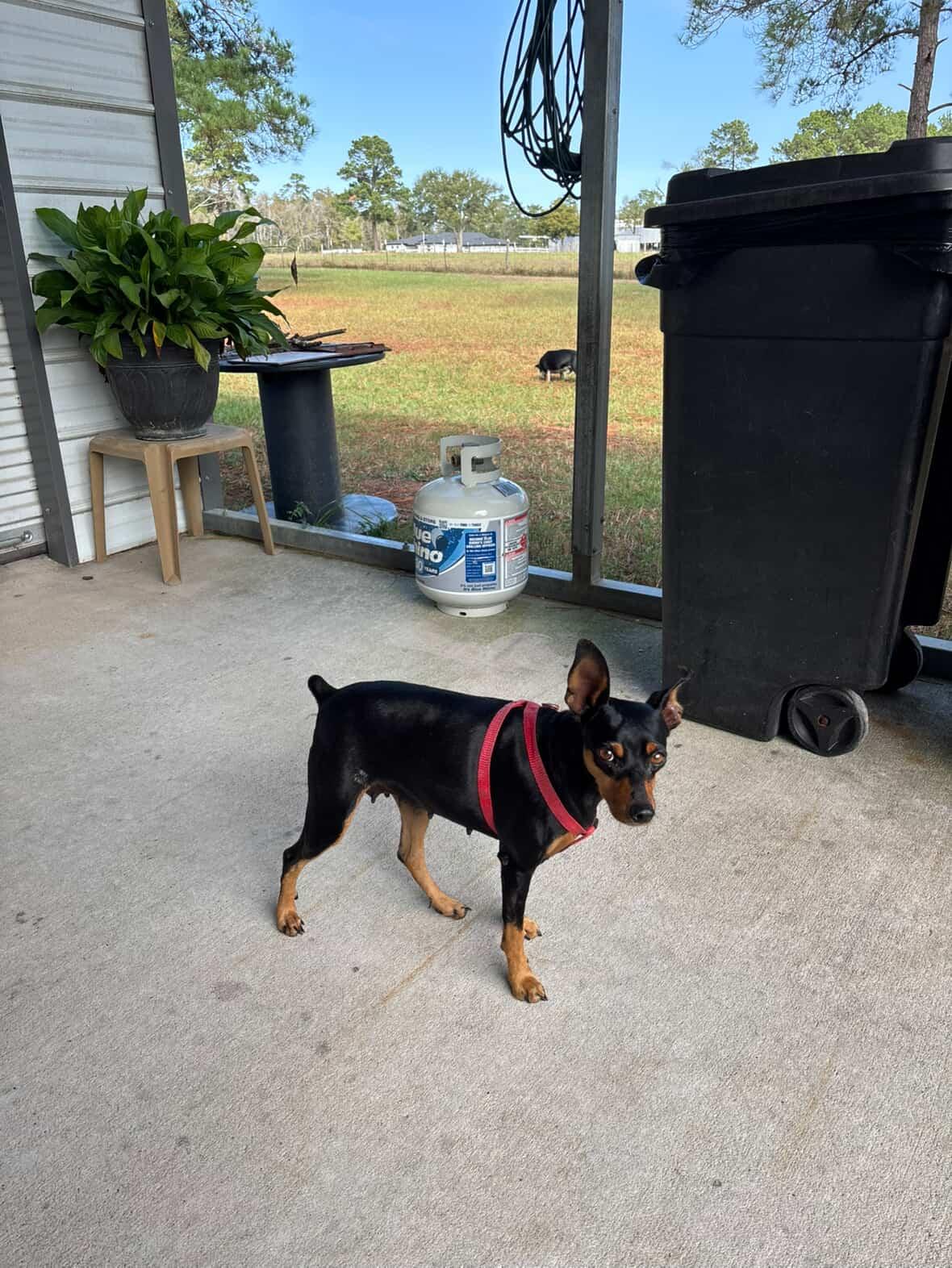 Wednesday - ADOPTED, a ADOPTABLE Miniature Pinscher in Houston, TX image 3/6