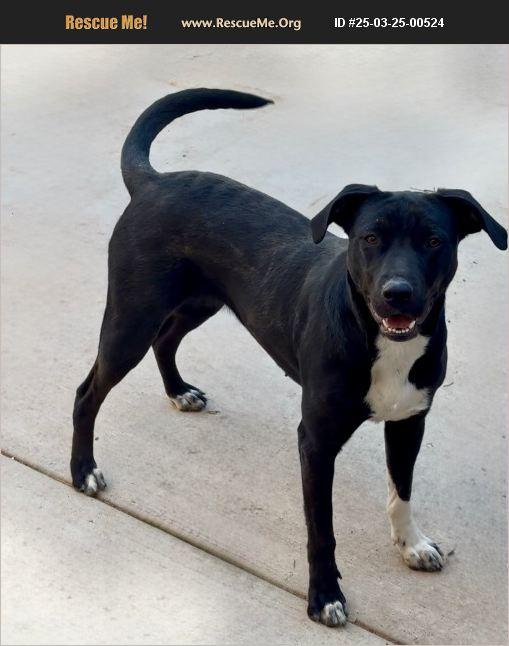 Darla, Adoptable, Young Female Black Labrador Retriever & Border Collie.