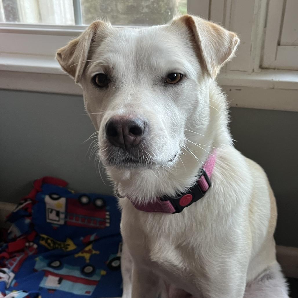 Enlarge Diana @ Foster, a Adoptable Mixed Breed in Summerville, SC image 1/2