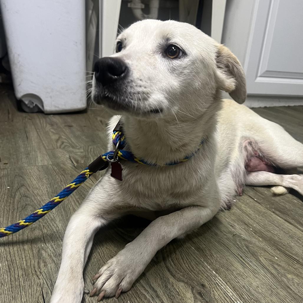 Enlarge Diana @ Foster, a Adoptable Mixed Breed in Summerville, SC image 2/2