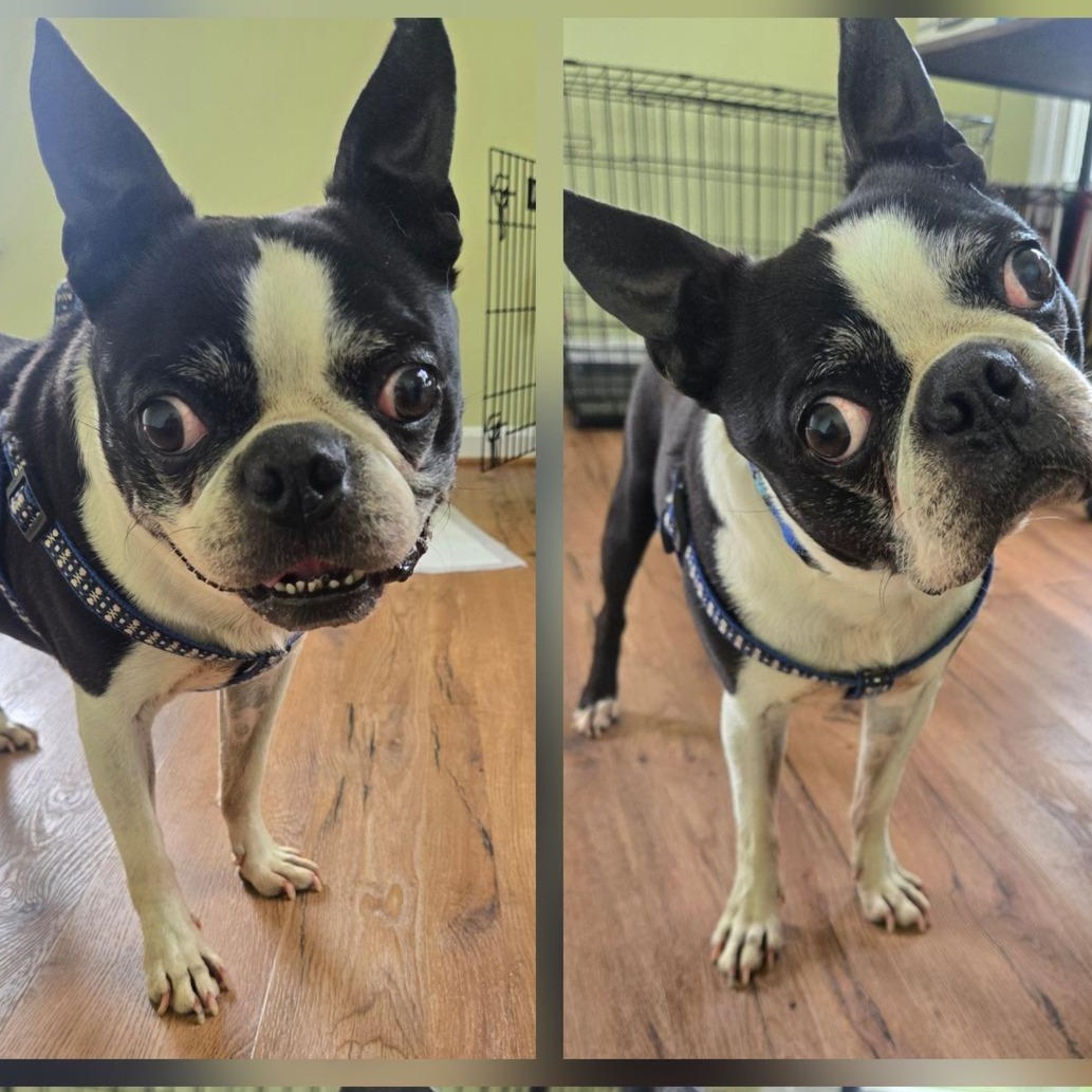 Diesel, an adopted Boston Terrier in Severn, MD image 3/4