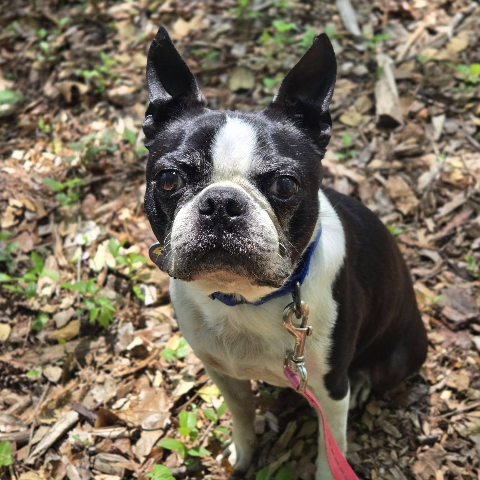 Diesel, adopted, Senior Male Boston Terrier.