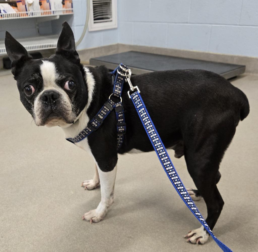 Diesel, an adopted Boston Terrier in Severn, MD image 2/4