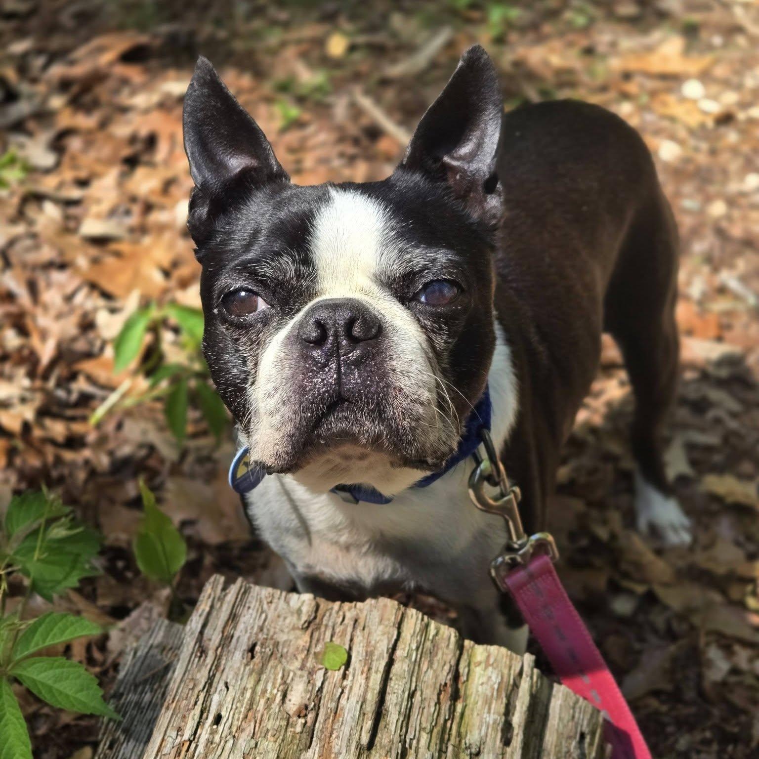 Diesel, an adopted Boston Terrier in Severn, MD image 4/4