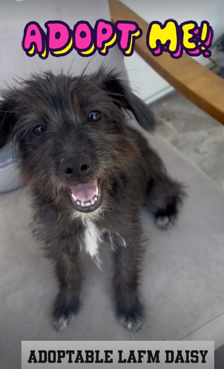 Enlarge Daisy, a Adopted mixed breed in Beverly Hills, CA image 1/3