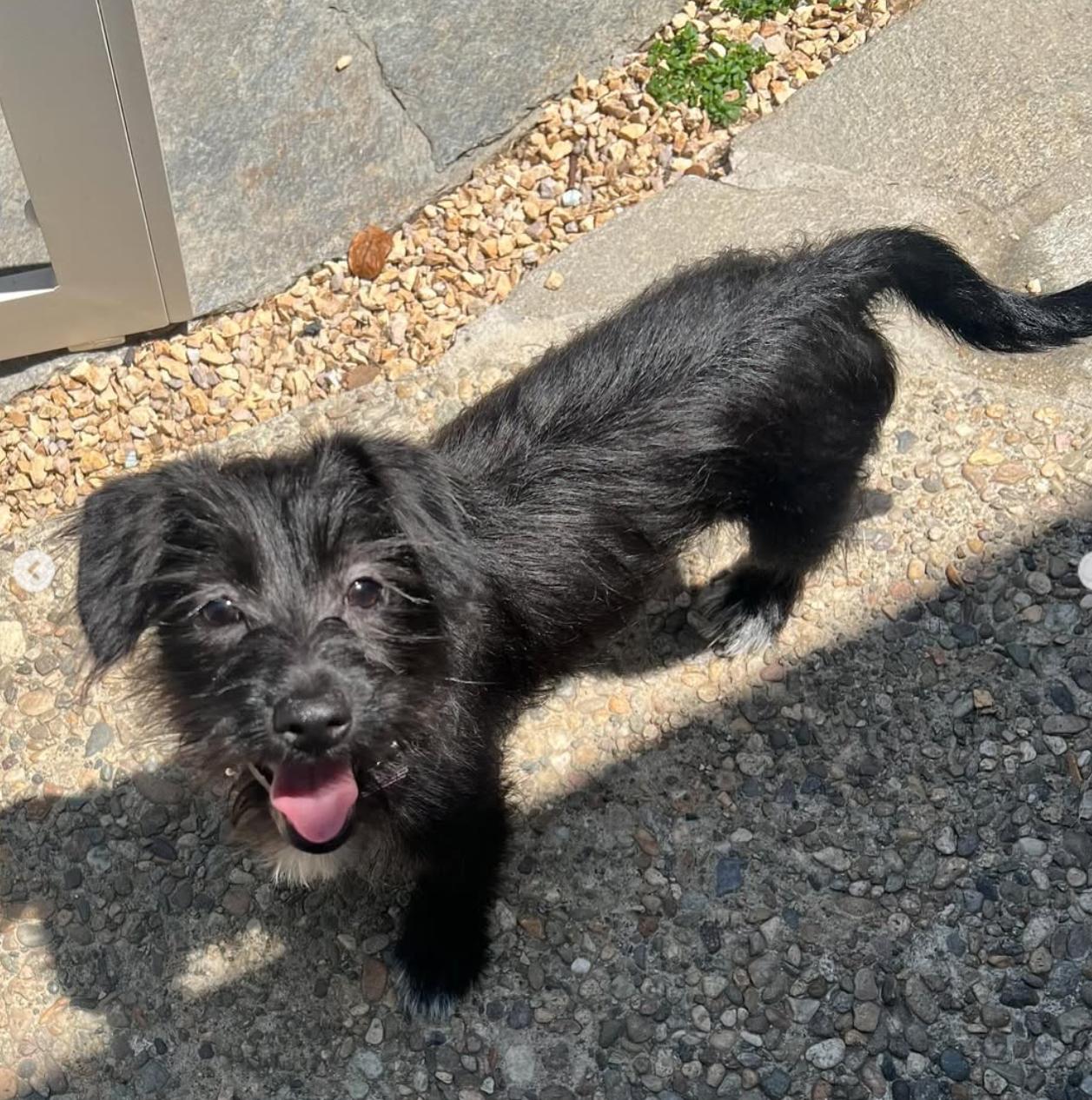 Enlarge Daisy, a Adopted mixed breed in Beverly Hills, CA image 2/3