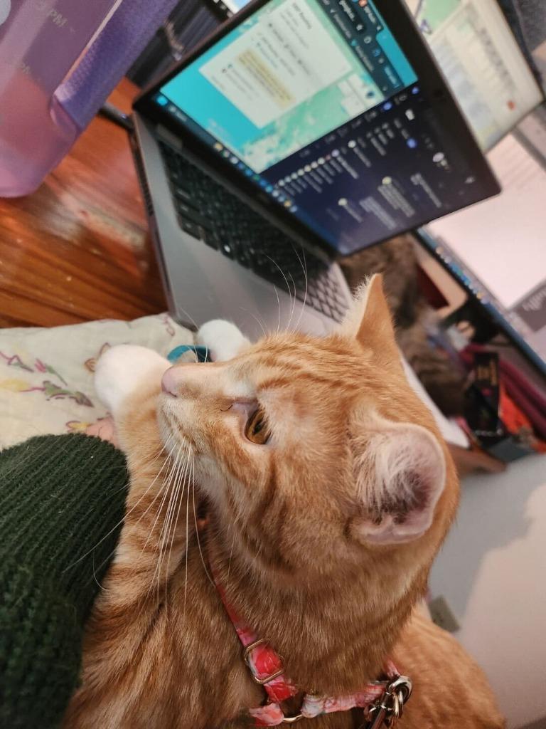 Carrot, a Adoptable mixed breed in Tulsa, OK image 2/6