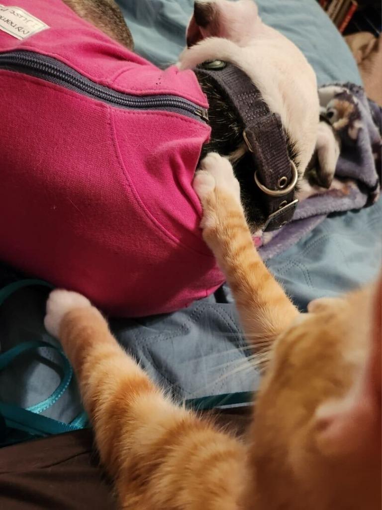 Carrot, a Adoptable mixed breed in Tulsa, OK image 4/6