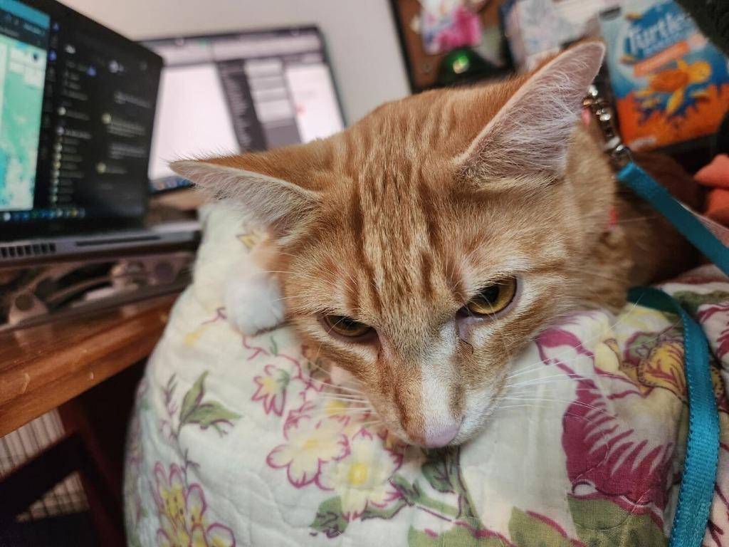 Carrot, Adoptable, Young Male Domestic Short Hair.