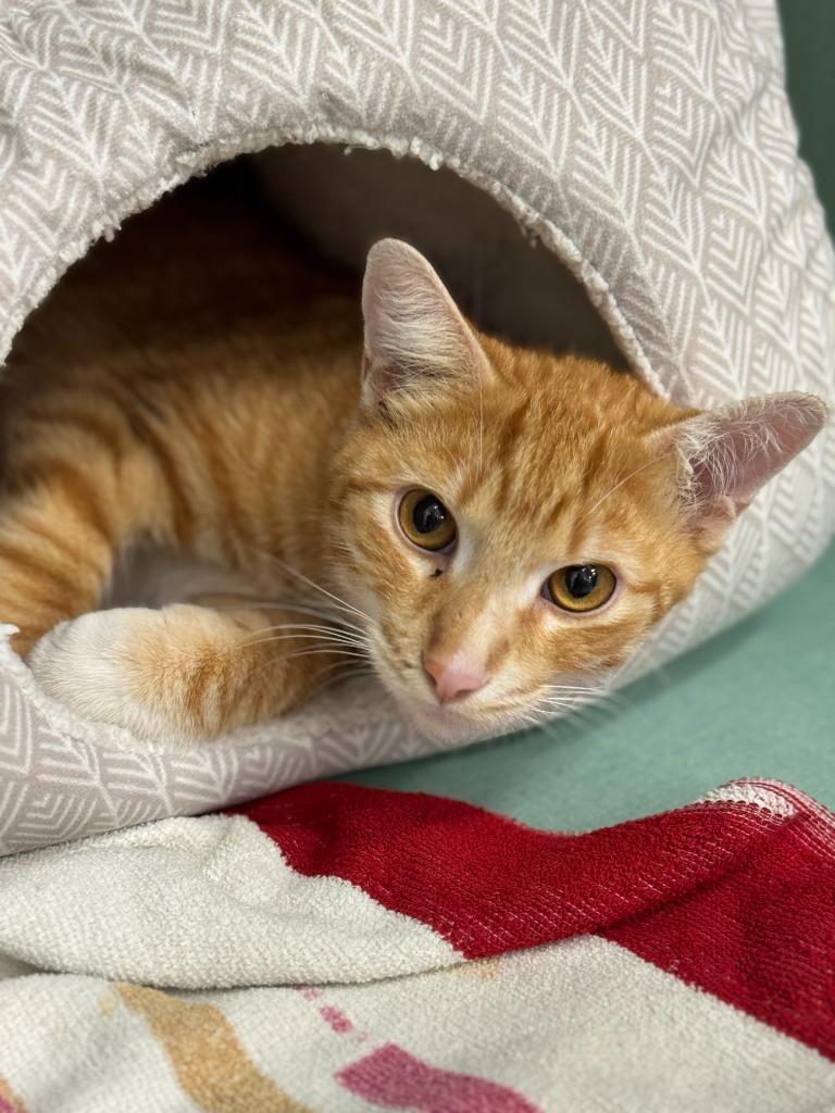 Enlarge Carrot, a Adoptable mixed breed in Tulsa, OK image 3/6