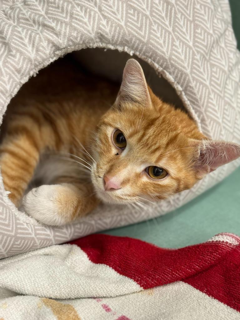 Enlarge Carrot, a Adoptable mixed breed in Tulsa, OK image 5/6