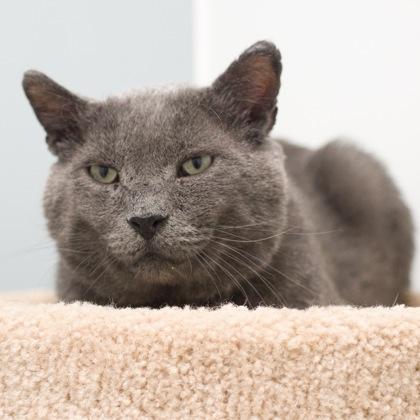 Walter, a Adoptable mixed breed in Verona, WI image 1/3