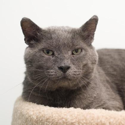 Walter, a Adoptable mixed breed in Verona, WI image 3/3