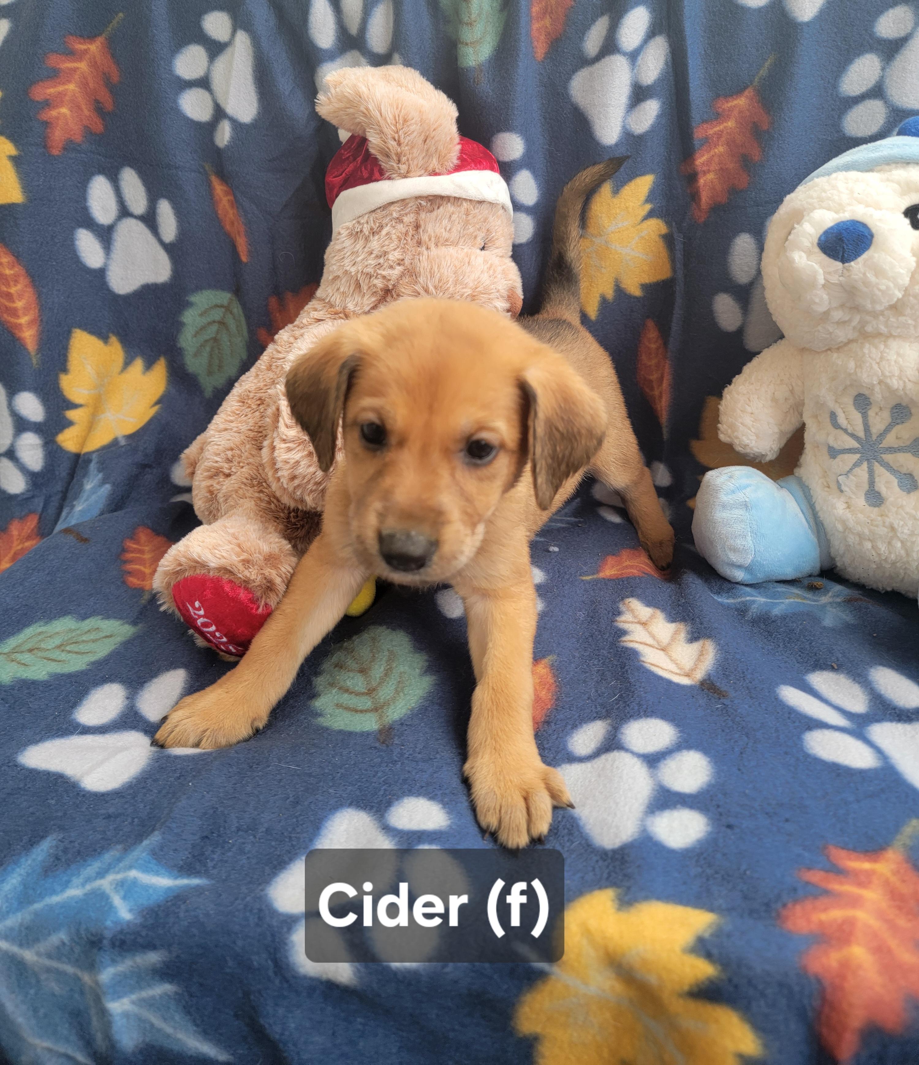 Enlarge Cider, an adopted mixed breed in St. Augustine, FL image 6/6